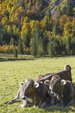Allg&auml;uer Braunvieh (Bos primigenius taurus), Allg&auml;u, Bavaria, Germany
