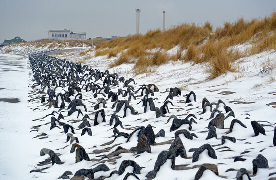 Pinguine am Weststrand