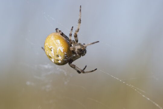 Four-spot orb weaver (Araneus quadratus), Emsland, Lower Saxony, Germany