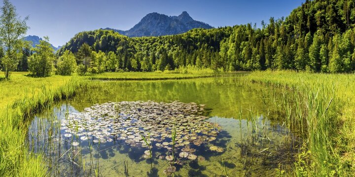 Water lilies (Nymphaea), Schwanseepark, near F&uuml;ssen, Ostallg&auml;u, Bavaria, Germany