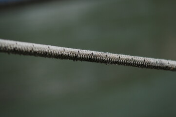 water drops on a branch