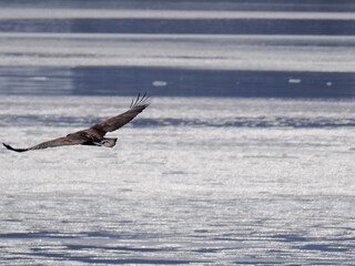 流氷とオジロワシ © tawa--mana