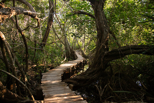 Wooden boardwalk winding through a lush, sun-dappled mangrove forest with dense foliage in Sisal natural Park in Yukatan
