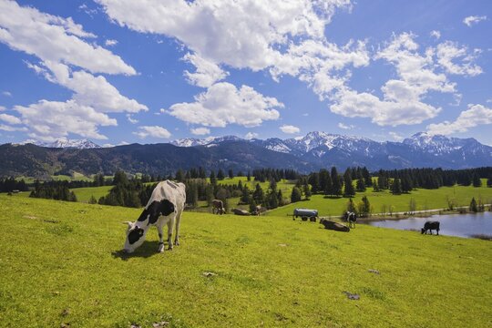 Cows in the pasture, Hegratsrieder See, Alps, near F&uuml;ssen, Ostallg&auml;u, Allg&auml;u, Bavaria, Germany