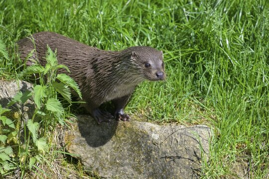 Otter on a rock, UnterWasserReich, Schrems, Lower Austria, Austria