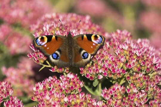 Small tortoiseshell (Aglais urticae), butterfly, on flower of stonecrop (Sedum), Hesse, Germany