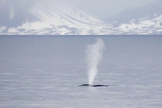 Blue whale (Balaenoptera musculus) adult, surfacing and splashing, in coastal habitat with light from the midnight sun, Isfjorden, Svalbard