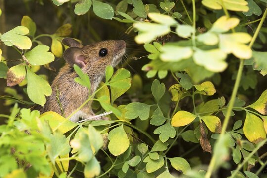 Wood mouse (Apodemus sylvaticus) foraging in yellow rock corydalis (Pseudofumaria lutea), Hesse, Germany