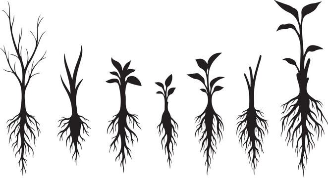 Plant growth stages with roots and leaves development