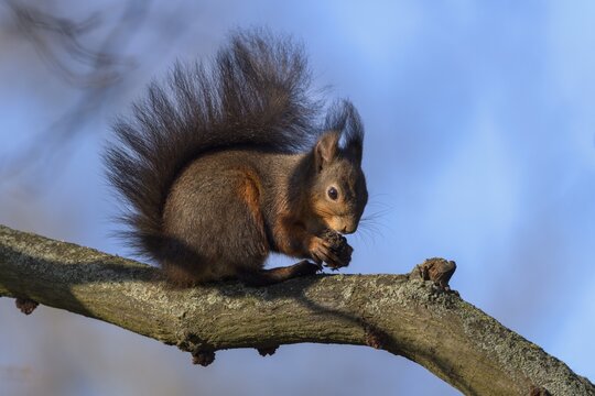Eurasian red squirrel (Sciurus vulgaris), sitting on branch and gnawing on a nut, blue sky, Rosensteinpark, Stuttgart, Baden-W&uuml;rttemberg, Germany