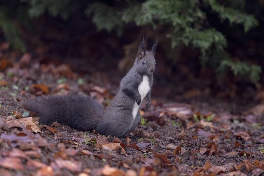 Eurasian red squirrel (Sciurus vulgaris), black morph foraging on the ground, Rosensteinpark, Stuttgart, Baden-W&uuml;rttemberg, Germany