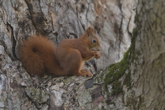 Eurasian red squirrel (Sciurus vulgaris), sitting on a tree and gnawing on a nut, blue sky, Rosensteinpark, Stuttgart, Baden-W&uuml;rttemberg, Germany