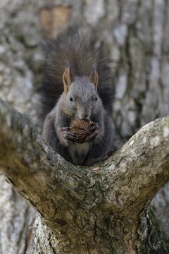 Eurasian red squirrel (Sciurus vulgaris), black morph sitting on branch and gnawing on a nut, Rosensteinpark, Stuttgart, Baden-W&uuml;rttemberg, Germany