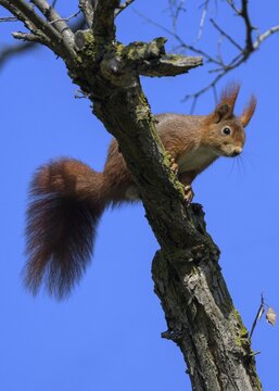Eurasian red squirrel (Sciurus vulgaris), sitting on branch, blue sky, Rosensteinpark, Stuttgart, Baden-W&uuml;rttemberg, Germany