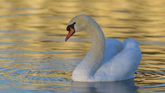 Mute Swan (Cygnus olor), Swan in the golden light, Isar, Munich, Bavaria, Germany