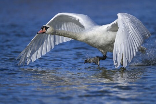 Mute swan (Cygnus olor), taking off from the water, Isar, Munich, Bavaria, Germany