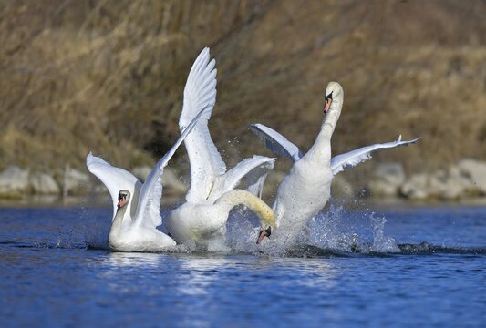 Mute swan (Cygnus olor), quarrelling swans, Isar, Munich, Bavaria, Germany