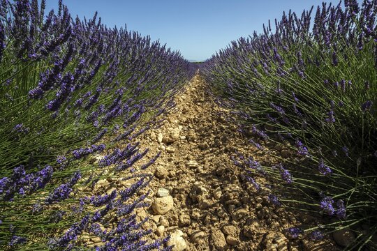 Lavender field, flowering true lavender (Lavandula angustifolia), near Valensole, Provence, Provence-Alpes-Cote d Azur, South of France, France