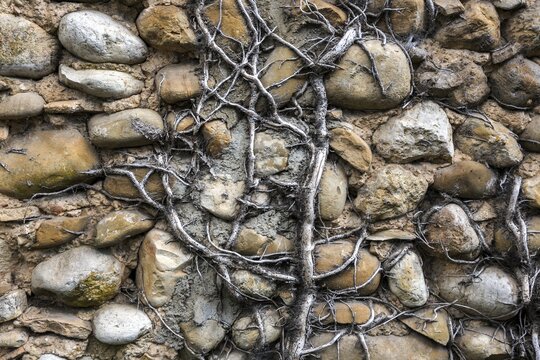 Dead ivy on a wall of pebbles, Provence, France
