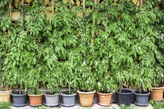 Tomato plants in tubs in front of stacked logs, Oberstdorf, Oberallg&auml;u, Allg&auml;u, Swabia, Bavaria, Germany