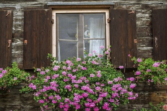 Window with geraniums on an old wooden house m in Zollstra&szlig;e, Oberstdorf, Oberallg&auml;u, Allg&auml;u, Swabia, Bavaria, Germany