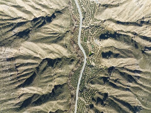 The Gor river valley is grown with cultivated olive trees (Olea eropaea), aerial view, drone shot, Gorafe Desert, UNESCO Granada Geopark, Granada province, Andalusia, Spain