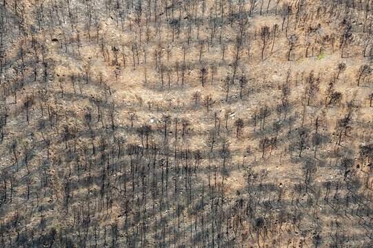 Burned Stone or Umbrella Pines (Pinus pinea) after a forest fire, aerial view, drone shot, Sierra Bermeja, M&aacute;laga Province, Andalusia, Spain