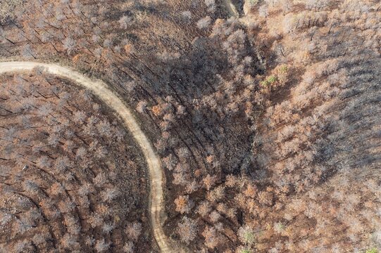 Forest track among burned Stone or Umbrella Pines (Pinus pinea) after a forest fire, aerial view, drone shot, Sierra Bermeja, M&aacute;laga Province, Andalusia, Spain