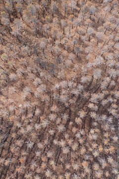 Burned Stone or Umbrella Pines (Pinus pinea) after a forest fire, aerial view, drone shot, Sierra Bermeja, M&aacute;laga Province, Andalusia, Spain