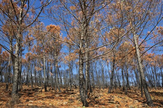 Burned Stone or Umbrella Pines (Pinus pinea) after a forest fire, Sierra Bermeja, M&aacute;laga Province, Andalusia, Spain