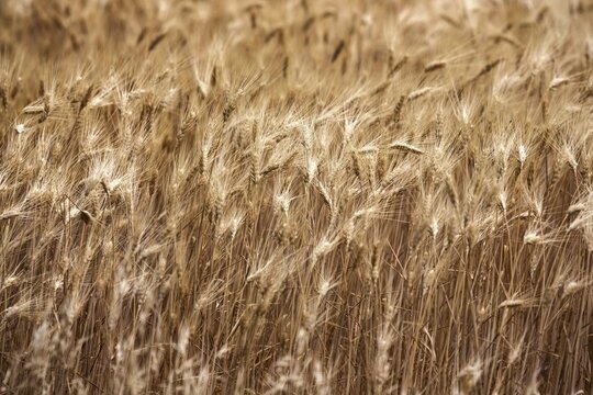 Ripe barley (Hordeum vulgare), Provence, France