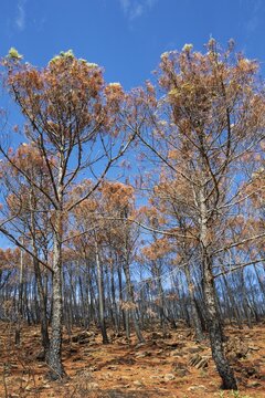 Burned Stone or Umbrella Pines (Pinus pinea) after a forest fire, Sierra Bermeja, M&aacute;laga Province, Andalusia, Spain