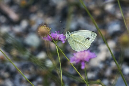 Cabbage butterfly (Pieris brassicae), Provence, France