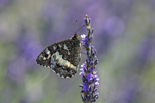 Great banded grayling (Brintesia circe), sitting on lavender flower, Provence, France