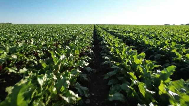 A breathtaking wide-angle shot sweeps across an expansive, vibrant field of lush, young leafy green crops under a clear blue sky. The meticulously organized rows stretch towards the distant horizon, s