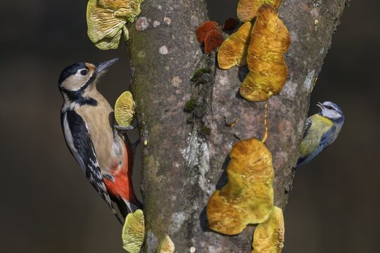 Great spotted woodpecker (Dendrocopos major), female with blue tit (Cyanistes caeruleus), on a tree trunk covered with mushrooms, beech, biosphere reserve, Swabian Alb, Baden-W&uuml;rttemberg, Germany