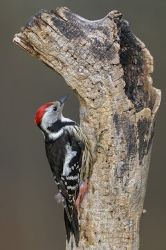 Middle Spotted Woodpecker (Leiopicus medius), on rotten tree trunk, Biosphere Reserve, Swabian Alb, Baden-W&uuml;rttemberg, Germany