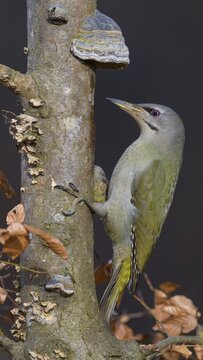 Grey-headed woodpecker (Picus canus), male on beech wood with tree fungus, Biosphere Reserve, Swabian Alb, Baden-W&uuml;rttemberg, Germany