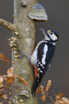 Great Spotted Woodpecker (Dendrocopos major), male at beech wood with tree fungus, biosphere area, Swabian Alb, Baden-W&uuml;rttemberg, Germany