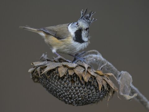 Crested Tit (Lophophanes cristatus), on faded sunflower, Biosphere Reserve, Swabian Alb, Baden-W&uuml;rttemberg, Germany