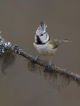 Crested Tit (Lophophanes cristatus), on a branch covered with bearded lichen, Biosphere Reserve, Swabian Alb, Baden-W&uuml;rttemberg, Germany
