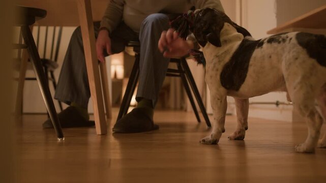 Ground level shot of unrecognizable man sitting at dining table in kitchen playing tug of war with energetic black and white Frenchie while pet pulling rope toy