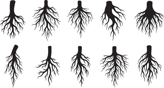 Set of black root system silhouettes on white