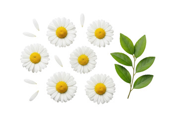 Obraz premium White daisies with green leaves on black background flat lay