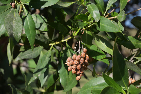 Conocarpus lancifolius tree. Oman