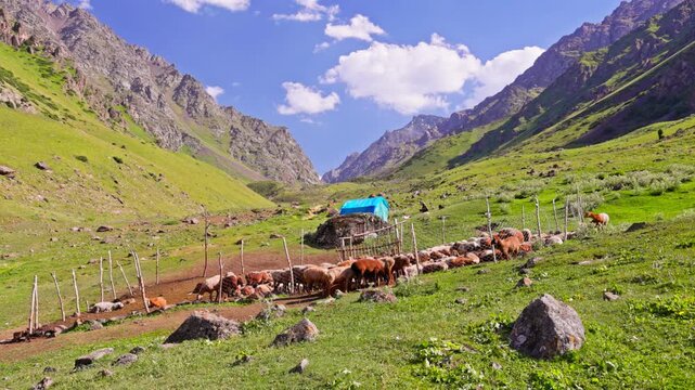 Flock of sheep in a sheepfold in sunny mountain valley in Kyrgyzstan at summer day.