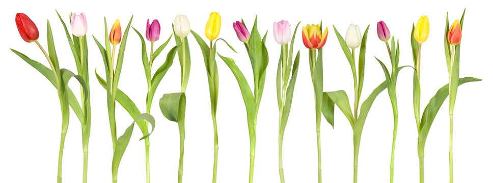 Fresh tulip flowers from the garden as cut flowers for the vase