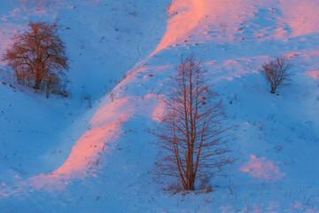 Silent winter solitude. Solitary tree beneath pastel skies. Desolate winter scene with soft colors and quiet mood. Lone tree in snowy landscape at sunset evokes calm and isolation