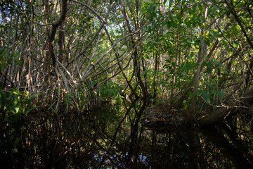 Fototapeta premium Lush green mangrove trees with exposed roots growing in calm water under a clear blue sky in Sisal Natural Park in Yucatan, Mexico.