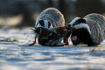 Badger close up ( Meles meles ). Two animals fighting for prey. Winter nature scene. © Rudolf